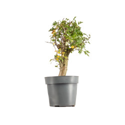 Crataegus monogyna - B5365