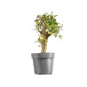 Crataegus monogyna - B5365