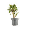 Crataegus monogyna - B5365