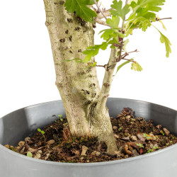 Crataegus monogyna - B5365