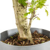 Crataegus monogyna - B5365