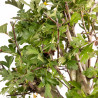 Crataegus monogyna - B5365