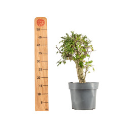 Crataegus monogyna - B5365