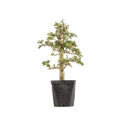 Crataegus monogyna
