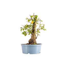 Prunus mahaleb - Maceta...