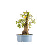 Prunus mahaleb - Maceta Plástico