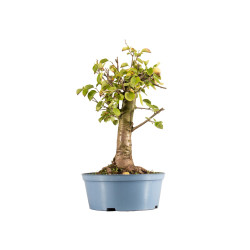 Prunus mahaleb - Maceta Plástico