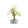 Prunus mahaleb - Maceta Plástico