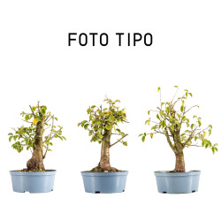 Prunus mahaleb - Maceta Plástico