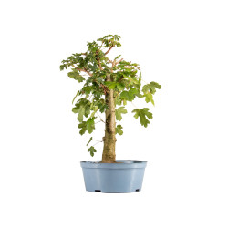 Acer campestris - Maceta...