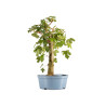 Acer campestris - Maceta plastico