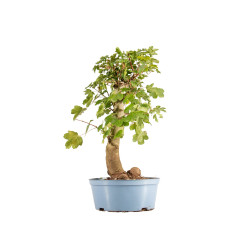 Acer campestris - Maceta plastico
