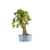 Acer campestris - Maceta plastico