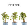 Acer campestris - Maceta plastico