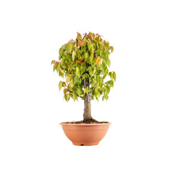 Zelkova serrata - Maceta...