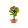 Zelkova serrata - Maceta plastico