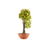 Zelkova serrata - Maceta plastico