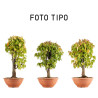 Zelkova serrata - Maceta plastico