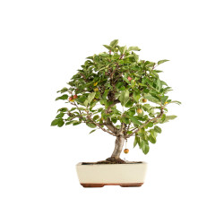 Malus everest - B5399