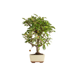 Malus everest - B5399