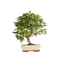 Malus everest - B5399