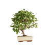 Malus everest - B5399