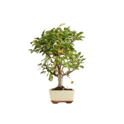 Malus everest - B5399