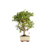 Malus everest - B5399