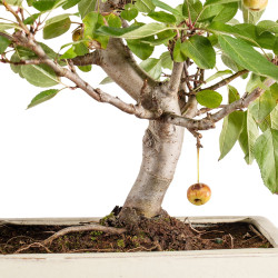 Malus everest - B5399