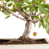 Malus everest - B5399