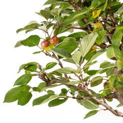 Malus everest - B5399