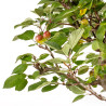 Malus everest - B5399