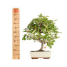 Malus everest - B5399