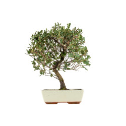 Quercus suber - B5393