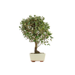 Quercus suber - B5393
