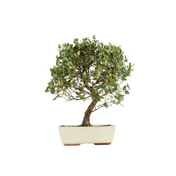 Quercus suber - B5393