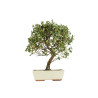 Quercus suber - B5393