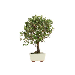 Quercus suber - B5393