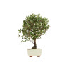 Quercus suber - B5393