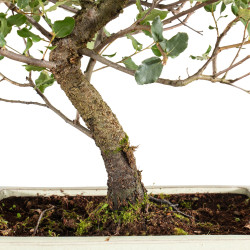 Quercus suber - B5393