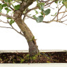 Quercus suber - B5393