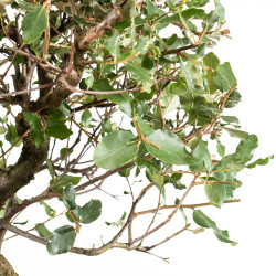 Quercus suber - B5393