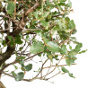 Quercus suber - B5393