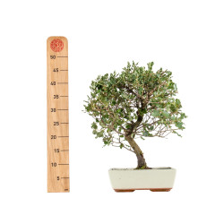 Quercus suber - B5393