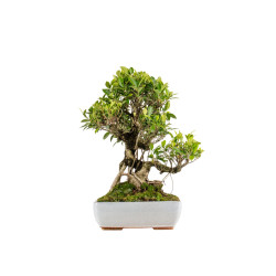 Ficus retusa - B5395