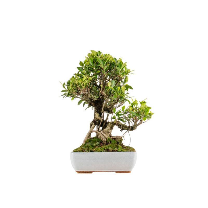 Ficus retusa - B5395
