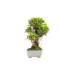 Ficus retusa - B5395
