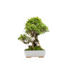Ficus retusa - B5395