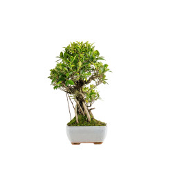 Ficus retusa - B5395