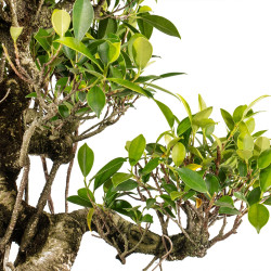 Ficus retusa - B5395